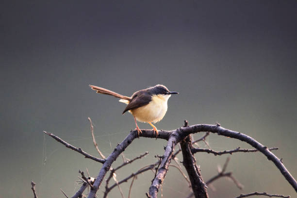 istock Ashy Prinia or ashy wren-warbler, Prinia socialis, India 1136751318