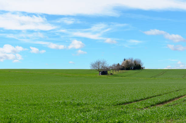 istock Vivid green agricultural field with distant trees 1136751391