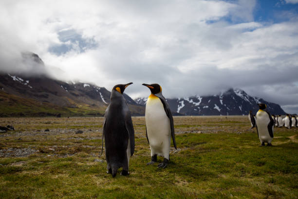 ein wildes tier liebt die freiheit der natur - antarctica penguin bird animal stock-fotos und bilder