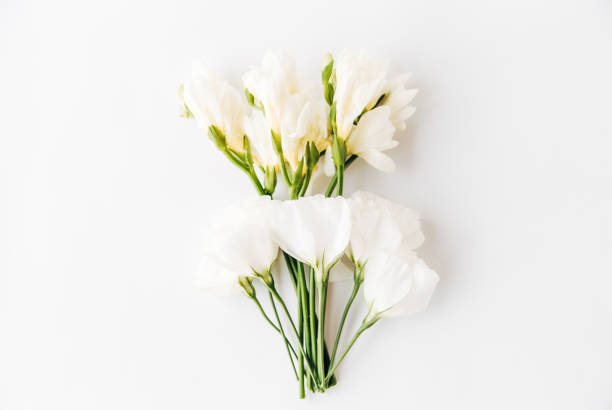 istock white flowers composition.flat lay,isolated on white.floral background. 1136751665