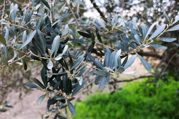 istock Leaves of an Israeli olive tree 1136752560