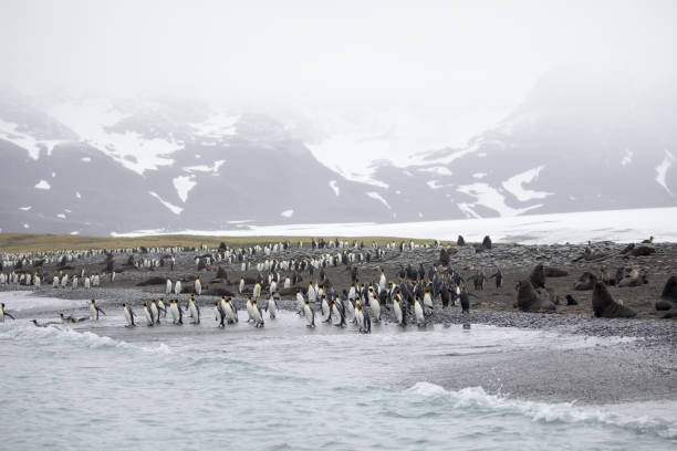 ein wildes tier liebt die freiheit der natur - antarctica penguin bird animal stock-fotos und bilder