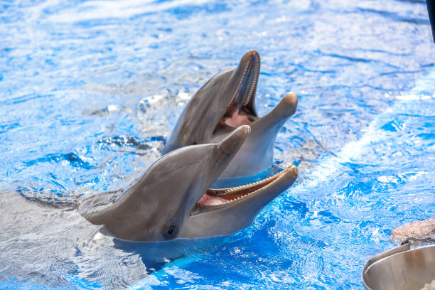 istock Delphine show in water park 1136755083