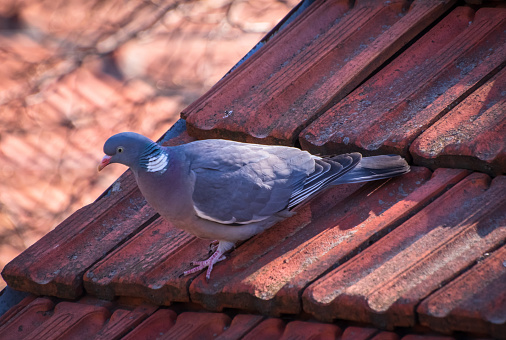 Close-up on the roof of old house