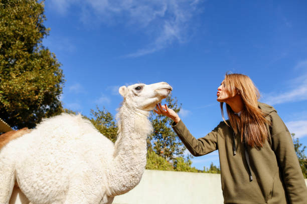 istock Beautiful blonde girl posing on camel 1136755168