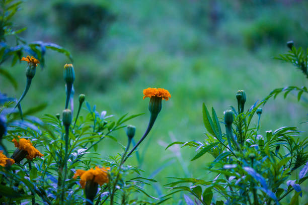 Tagetes is a genus of annual or perennial, mostly herbaceous plants in the sunflower family. It was described as a genus by Linnaeus in 1753. The genus is native to North and South America, but some species have become naturalized around the world