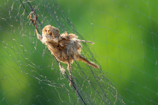 istock Carcass of dead sparrow on bird trapping net 1136756818