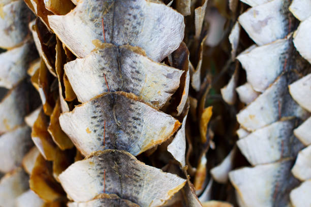 istock Dried hanging fish. Taranka. Fish Market 1136757044
