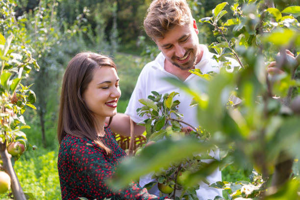 istock Happy couple by the apple tree 1136757373