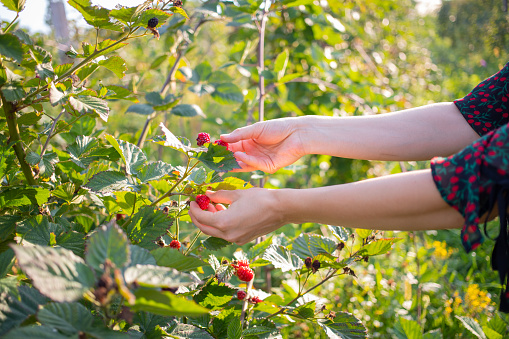 Hands holding and testing softness of unripe blackberries on a vine