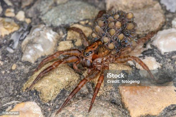 A Wolf Spider With Many Small Spiders On Its Back Stock Photo - Download  Image Now - Wolf Spider, Animal, Animal Wildlife - iStock