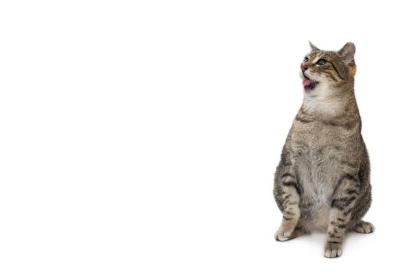 istock European Shorthair cat 1136758856