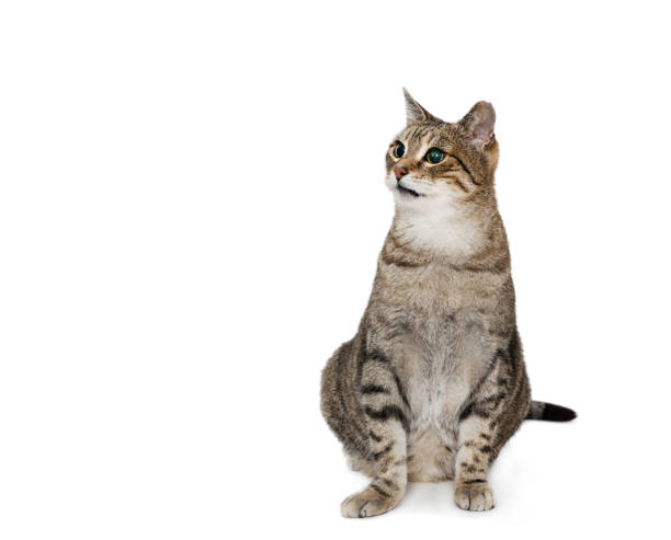 istock European Shorthair cat 1136759030