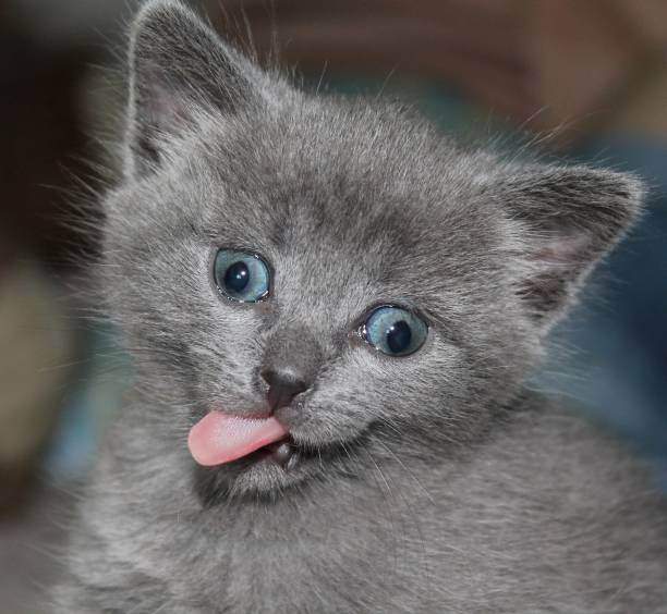Close up kitten crazy cat licking mouth with tongue. Cute blue british kitten crazy cat funny squinting eyes. Portrait crazy small furry cat or kitten makes smile face. Little silly abnormal domestic pussy kitty joke humor Portrait british kitten crazy cat lick with tongue. Cute blue kitten british crazy cat funny squinting eyes. Crazy small fur cat or kitten make smile face. Little silly abnormal pussy kitty joke humor fool photos stock pictures, royalty-free photos & images