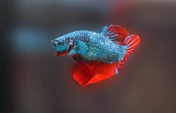 istock Siamese fighting fish,Betta splendens,blue fish, Blurred background, Halfmoon Betta. 1136759676