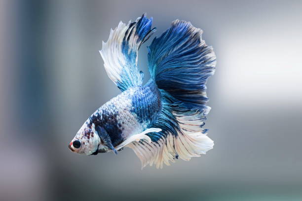 siamese fighting fish,betta splendens,blue fish, blurred background, halfmoon betta. - siamese fighting fish fish tank tropical climate fish imagens e fotografias de stock