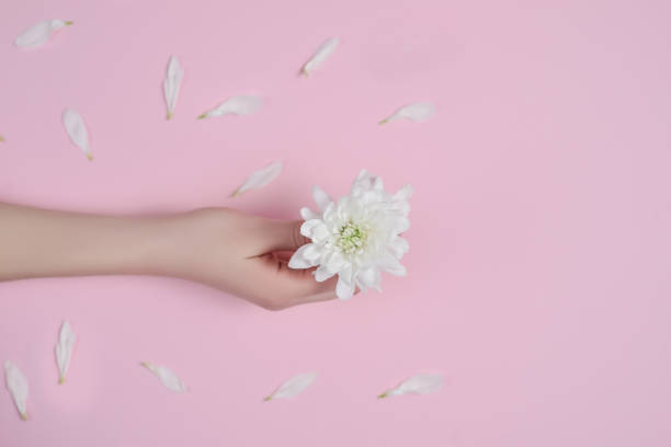 istock Creative image beautiful groomed woman's hands with white flowers with copy space on pink background in minimalist style. Concept template feminine blog, social media, beauty concept 1136760355