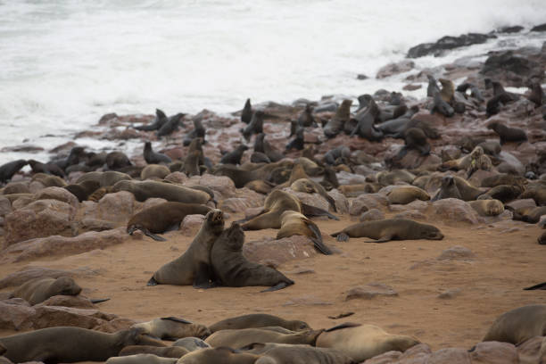 ein wildes tier liebt die freiheit der natur - south pacific ocean audio stock-fotos und bilder