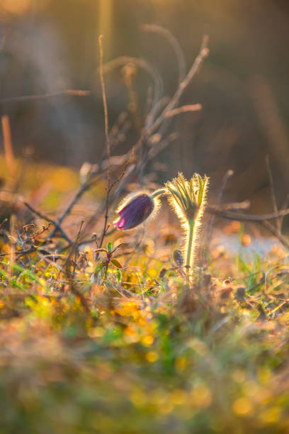 Pulsatilla flower at the sunset Amazing pulsatilla flower anemoneae stock pictures, royalty-free photos & images