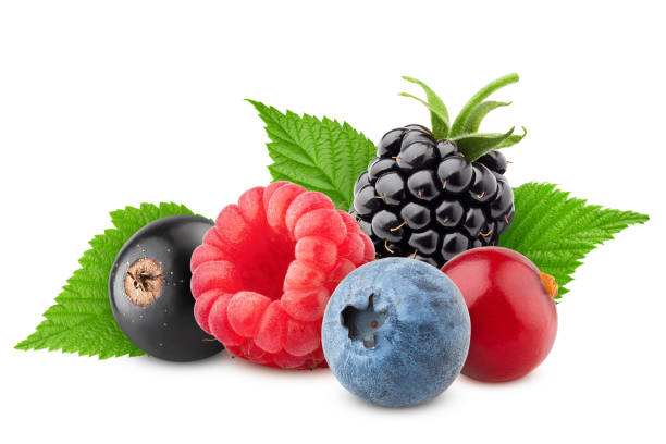 wild berries mix, raspberry, currant, blueberry, cranberry, blackberry, isolated on white background, clipping path, full depth of field - blackberry bush plant berry fruit imagens e fotografias de stock