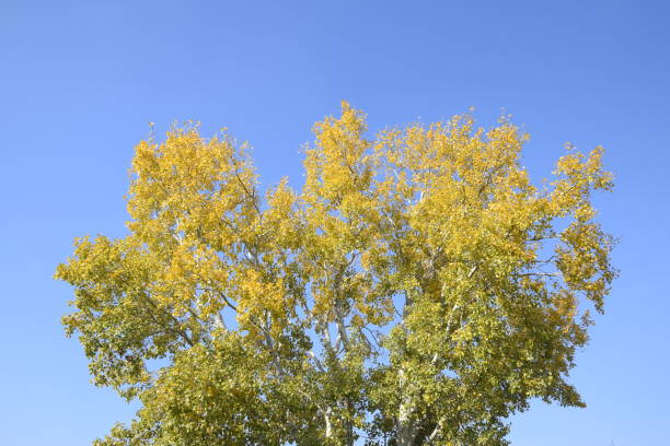 istock Silver poplar in autumn paint against the blue sky 1136764390