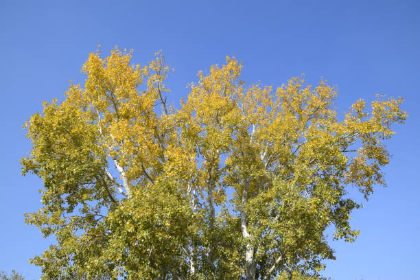 istock Silver poplar in autumn paint against the blue sky 1136764448