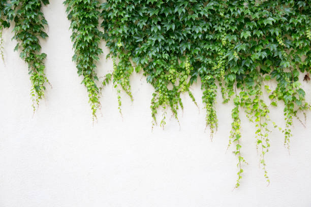 istock White wall covered with lush green hanging Hedera background texture. 1136765865