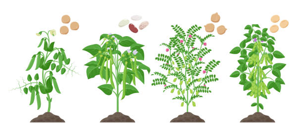 hülsenfrüchte mit reifen früchten wachsen aus böden, die auf weißem hintergrund isoliert sind. erbsen, gemeine bohnen, kichererbsen, sojabohnenpflanzen mit schoten und grünem laub und ihre reifen samen infographische elemente - soybean isolated seed white background stock-grafiken, -clipart, -cartoons und -symbole