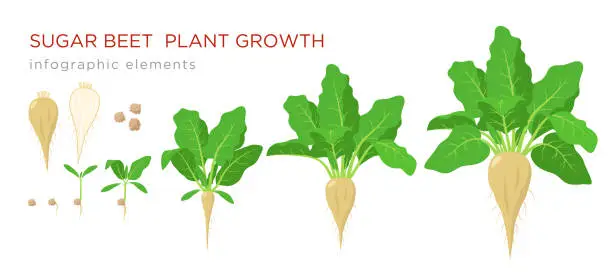 Vector illustration of Sugar beet plant growth stages infographic elements. Growing process of sugar beet from seeds, sprout to mature plant with ripe fruit and roots, vector illustration isolated on white background