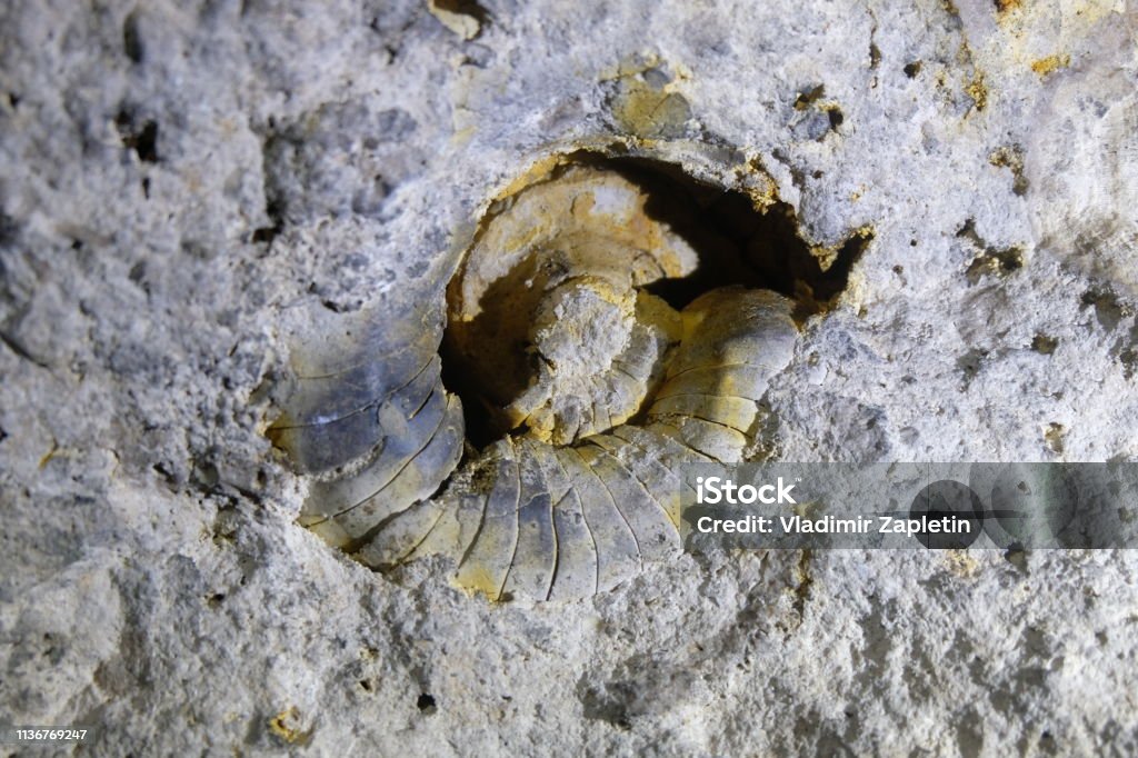 Animal Shell Limestone Ancient Limestone With Petrified Round Shell In The Cave Stock Photo ...