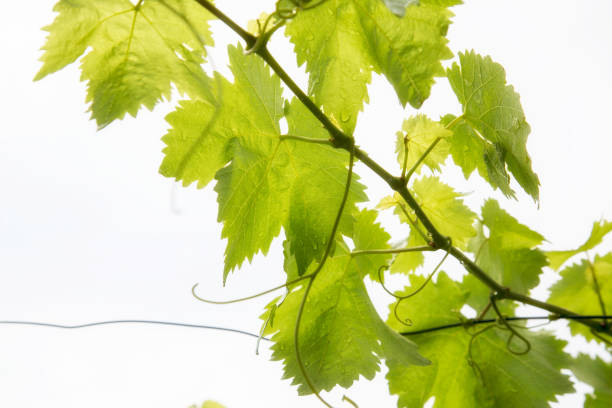 istock Summery green blacklit sunshine grapevine. 1136769276