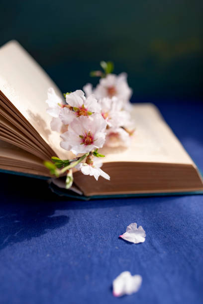 istock Spring beautiful flowers placed between the pages of an old book. Selective focus 1136771312