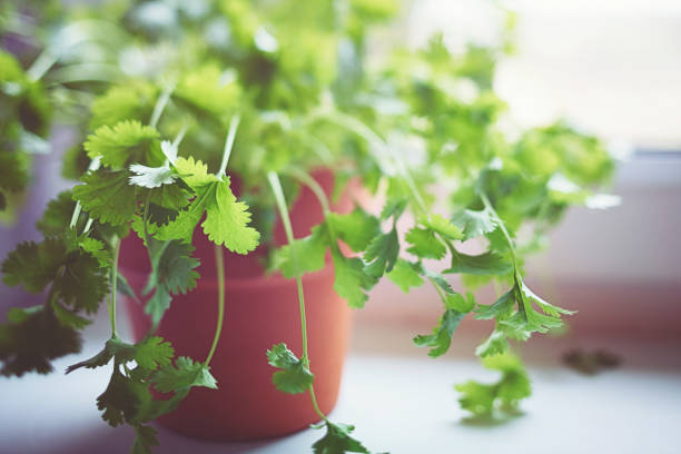 coriandolo verde fresco vicino alla finestra in luce intensa - coriander seed immagine foto e immagini stock