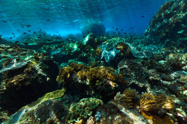 Many fish species to see, Bignose Unicornfish Naso vlamingii, Lowfin Drummer Kyphosus vaigiensis, Topsail Drummer Kyphosus cinerascens, Indian Triggerfish Melichthys indicus, Sea Goldies Pseudanthias squamipinnis, Sergeant Major Abudefduf vaigiensis, Bluelined Surgeonfish Acanthurus lineatus and Moonwrasse Thalassoma lunare. Hard coral and soft coral, mainly Sinularia and Sarcophyton sp. South West side of Pura Island, Pantar Strait, Alor, Indonesia, 8°19'8\