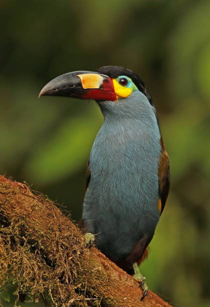 istock Plate-billed Mountain-toucan 1136773179