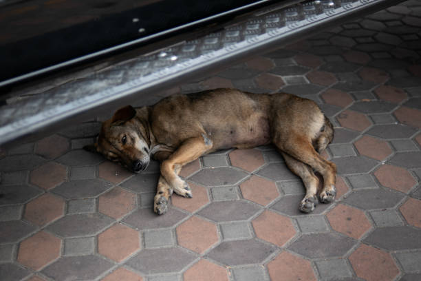 istock Thai homeless dog 1136773333