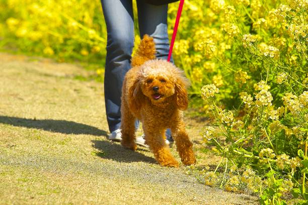istock dog 163 Dog-walking 1136773676