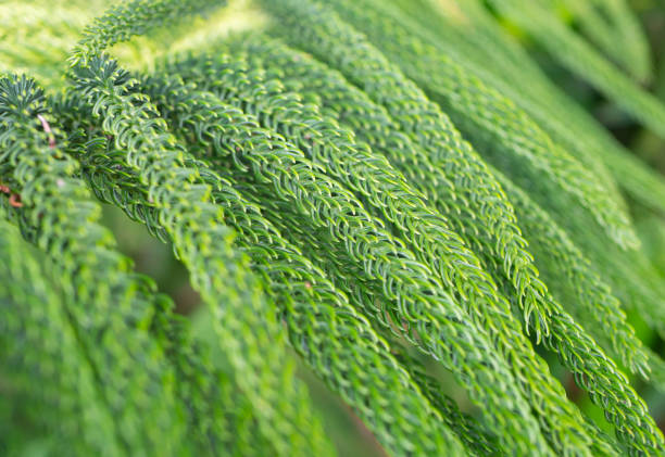istock House Pine/Norfolk Island Pine (Araucaria heterophylla, Araucaria cookii ), closeup 1136773863