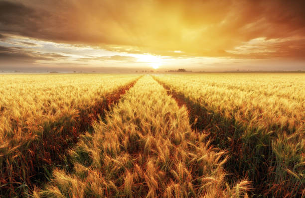 istock Wheat field with gold sunset landscape, Agriculture industry 1136773866