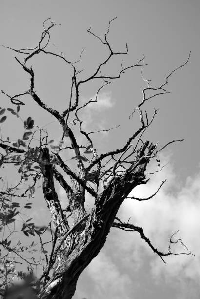 istock Dry branches of an old tree against a background of  sky. 1136774746