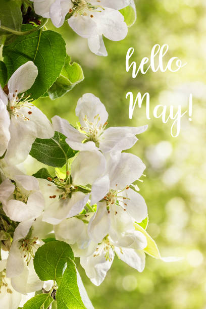 istock Hello May lettering card.  Spring background with flowers. 1136775131