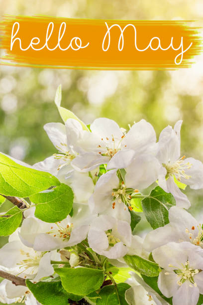 istock Hello May lettering card.  Spring background with flowers 1136775132
