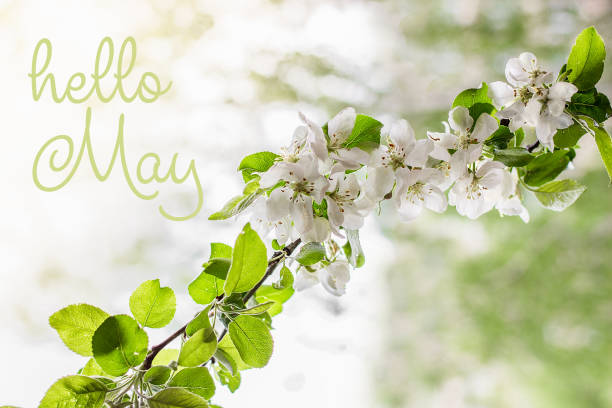 Hello May lettering card.  Spring background with flowers.