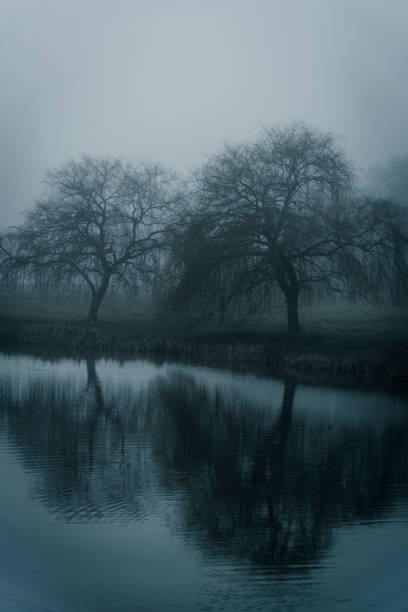 istock Trees in a park in heavy fog in winter 1136775295