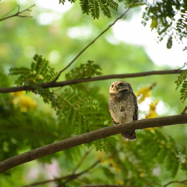 istock The spotted owlet in nature 1136777057