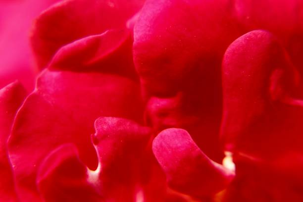 istock Macro of pink or red rose 1136778014