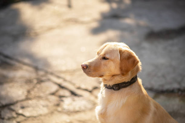 istock Labrador dog sitting outdoors 1136778178