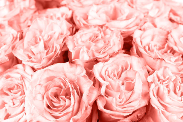 istock Flower bouquet. Closeup. 1136779383