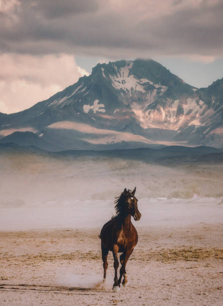 Wild horse running alone against mountain background A beautiful wild yilki foal horse running gallop and kicking up dust against Erciyes hill landscape on sunny summer day in Kayseri, Turkey. mustang wild horse photos stock pictures, royalty-free photos & images