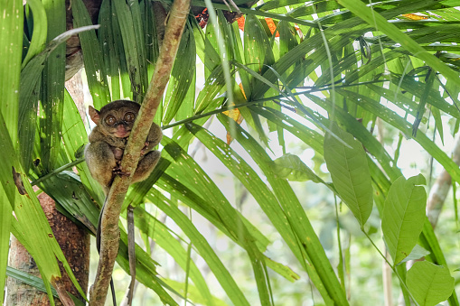 Close up Tarsier resting in the tree, Bohol - Phillipines